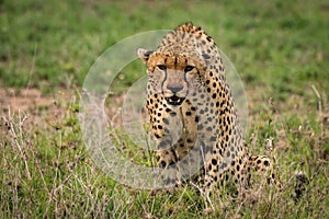 Cheetah sitting in tall grass looking down