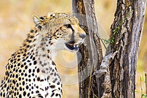 Cheetah sitting under tree and looking after enemies in Serengeti