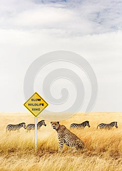 Cheetah Sitting at Wildlife Crossing Sign