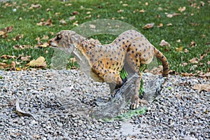 Cheetah of Skazki Park in Gelendzhik