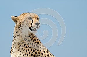 Cheetah and sky