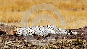 Cheetah Sleeping in Africa