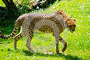 The cheetah slinks along the valley floor in search of prey