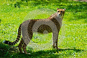 The cheetah slinks along the valley floor in search of prey