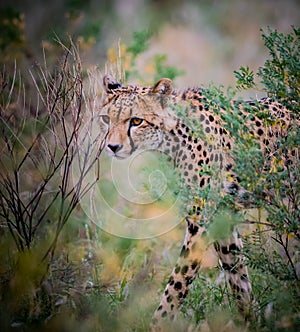 Cheetah slinks through bushes in the wilds of Africa photo