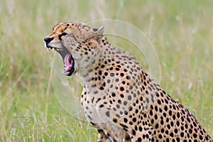 Cheetah, Snarling, Growling, Yawning, Masai Mara, Kenya