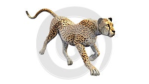 Cheetah sneaking up on prey, animal on white