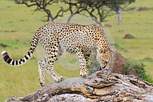 Cheetah, Sniffing Scents, Masai Mara