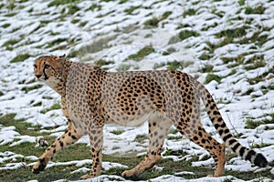 Cheetah on snow