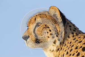 Cheetah, South Africa