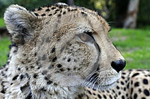 Cheetah from South Africa