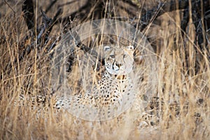 Cheetah in South Africa