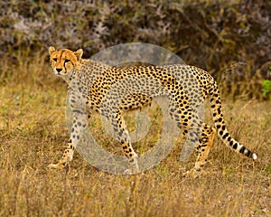 Cheetah south africa