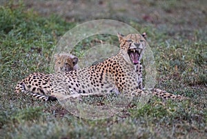 Cheetah / South Africa.