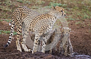 Cheetah / South Africa.