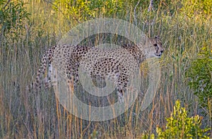 Cheetah/South Africa