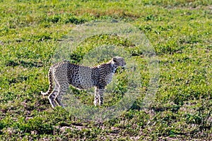 Cheetah is sprinter of savanna. Serengeti, Tanzania
