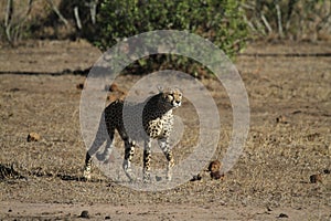 Cheetah stairing