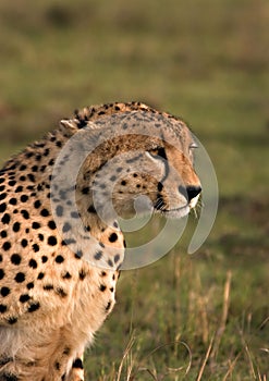 Cheetah stalking