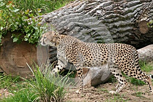 Cheetah Stalking Alert in Grass