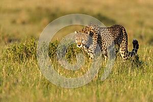 Cheetah Stalking Cape Hare, Masai Mara, Kenya