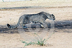 Cheetah stalking its prey