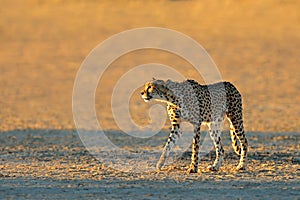 A cheetah stalking in natural habitat, Kalahari desert, South Africa photo