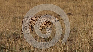 A cheetah stalking a prey