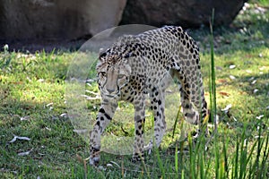 Cheetah stalking for prey