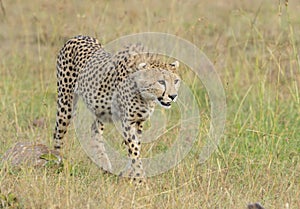 Cheetah stalking on a prey seen at Masai Mara, Kenya