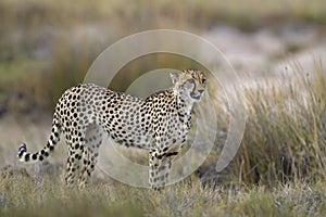 Cheetah standing in Grassland