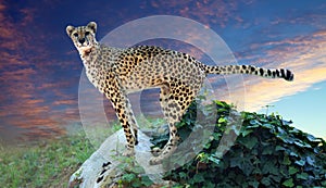 Cheetah standing on stone