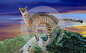 Cheetah standing on stone