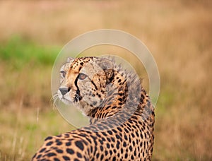 Cheetah standing in tall grass