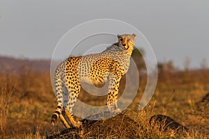 Cheetah Standing on Termite Mound