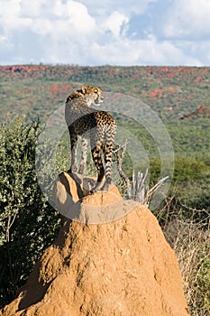 Cheetah standing on Termite Mound