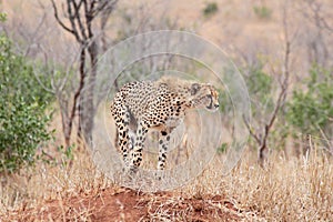 Cheetah standing on a termite mount in the early morning, preparing to hunt, in Kruger National Park, South Africa