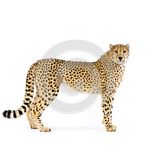 Gepard stojící nahoru 