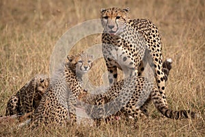 Cheetah stands as cubs eat Thomson gazelle