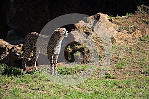 Cheetah stands in field basking in sunshine