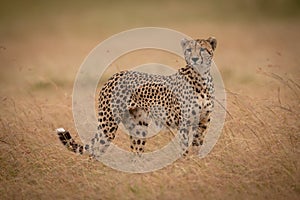 Cheetah stands in long grass turning head