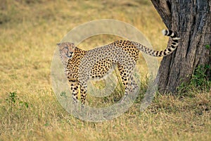 Cheetah stands near tree trunk marking territory