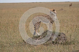 Cheetah stands on a rock in the Masaai Mara Reserve in Kenya, stalking its prey