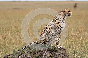 Cheetah stands on a rock and stalks its prey in the grassland of the Masaai Mara Reserve in Kenya