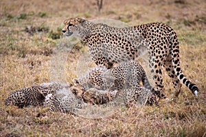 Cheetah stands watching cubs eat Thomson gazelle