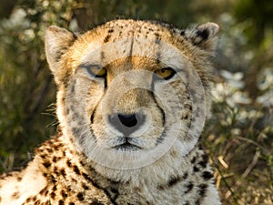 Cheetah Stare II