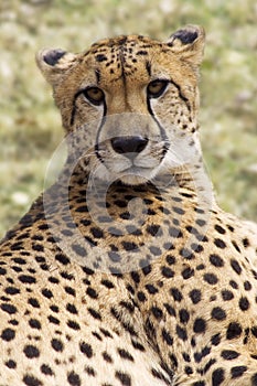 Cheetah Staring At The Camera
