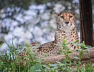 Cheetah staring photo