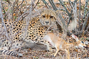 Cheetah with a steenbock in Kruger National Park, South Africa