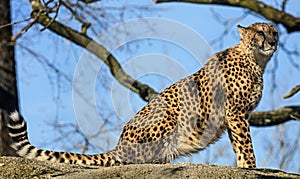 Cheetah on the stone 4